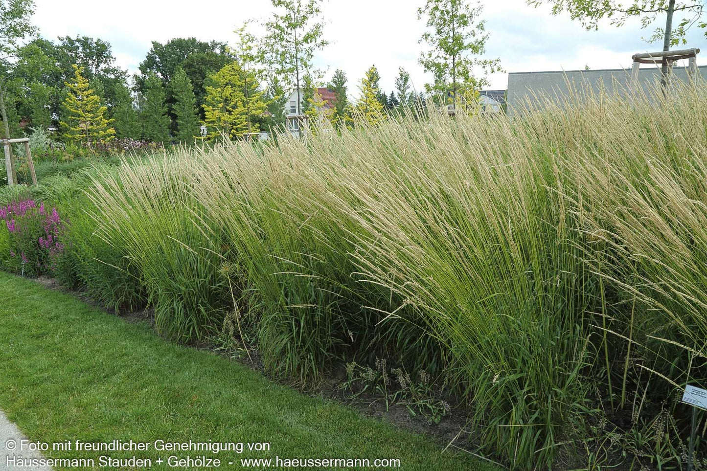 Diamant-Reitgras (Calamagrostis brachytricha)