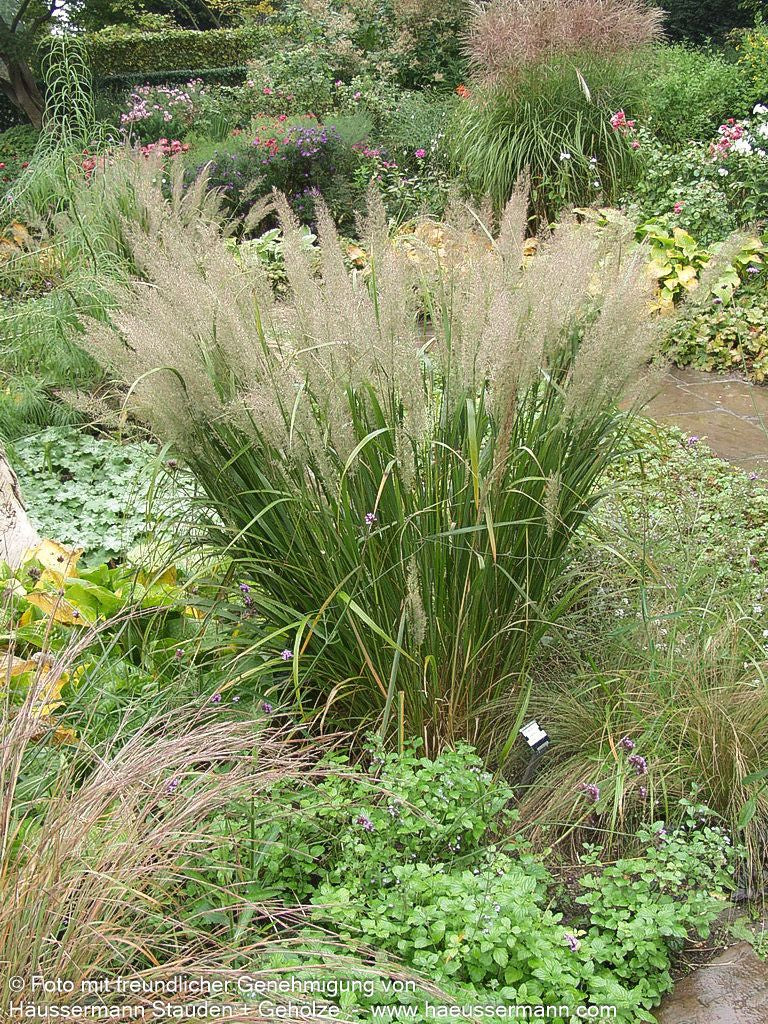 Diamant-Reitgras (Calamagrostis brachytricha)