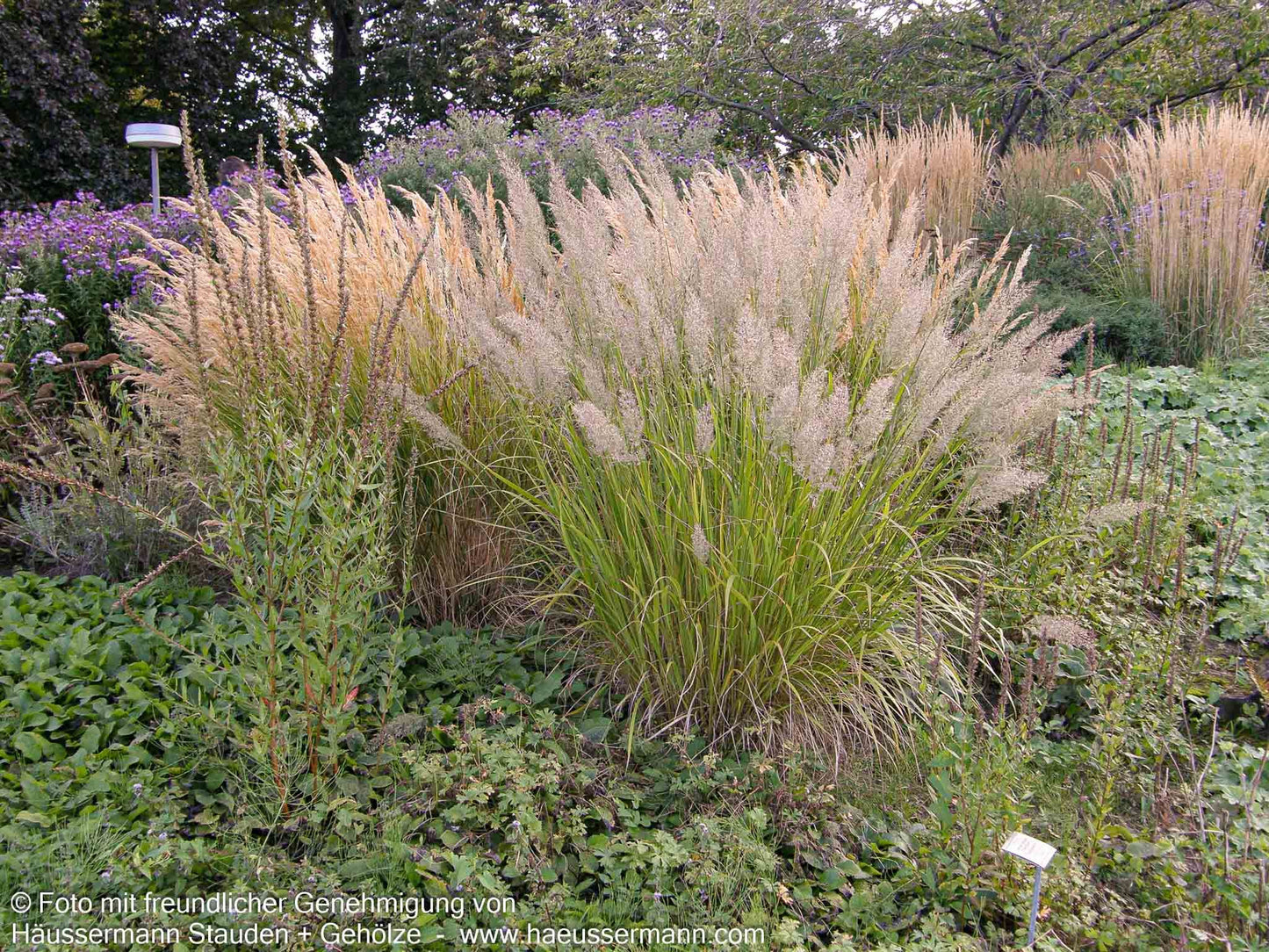 Diamant-Reitgras (Calamagrostis brachytricha)