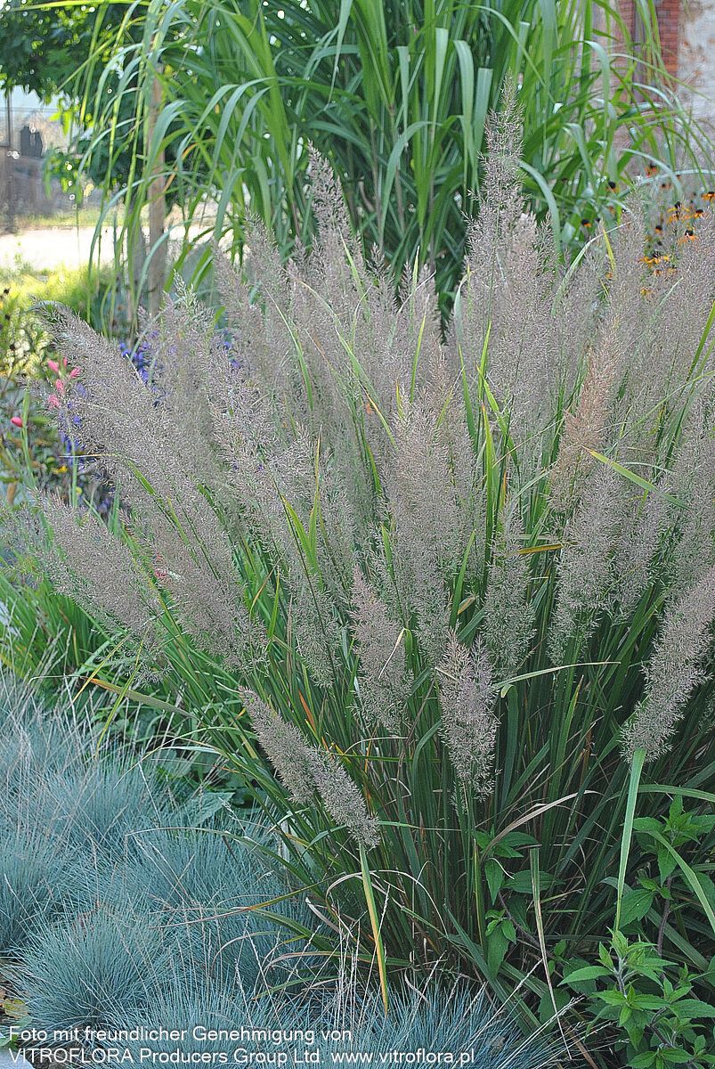 Diamant-Reitgras (Calamagrostis brachytricha)