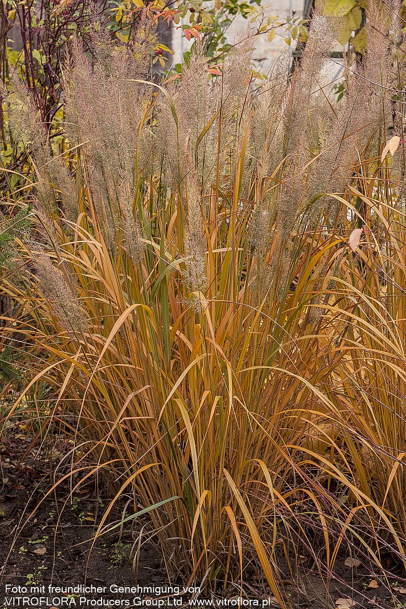 Diamant-Reitgras (Calamagrostis brachytricha)