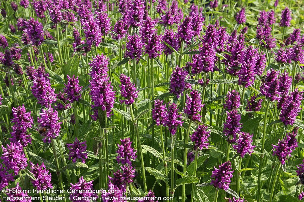 Dichtblütiger Ziest 'Hummelo' (Stachys monnieri)