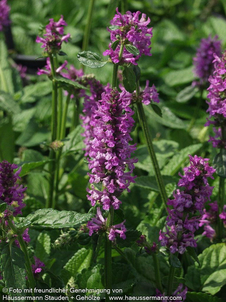 Dichtblütiger Ziest 'Hummelo' (Stachys monnieri)