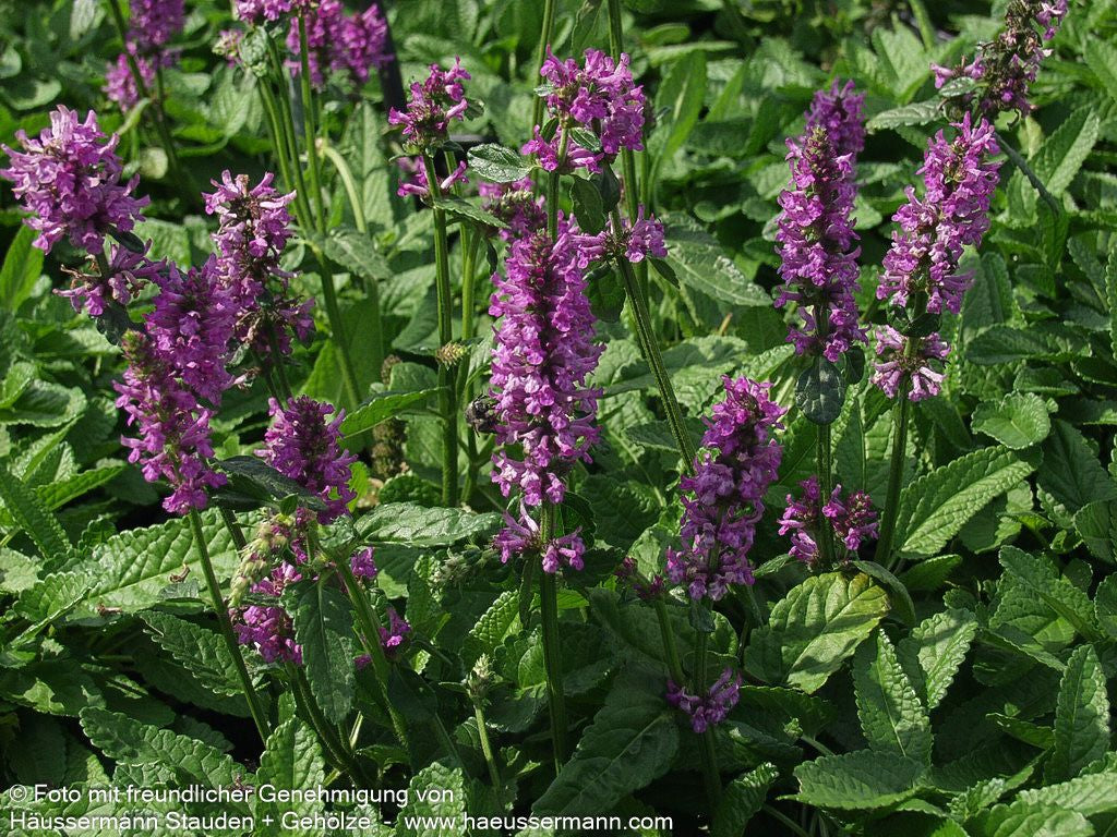 Dichtblütiger Ziest 'Hummelo' (Stachys monnieri)