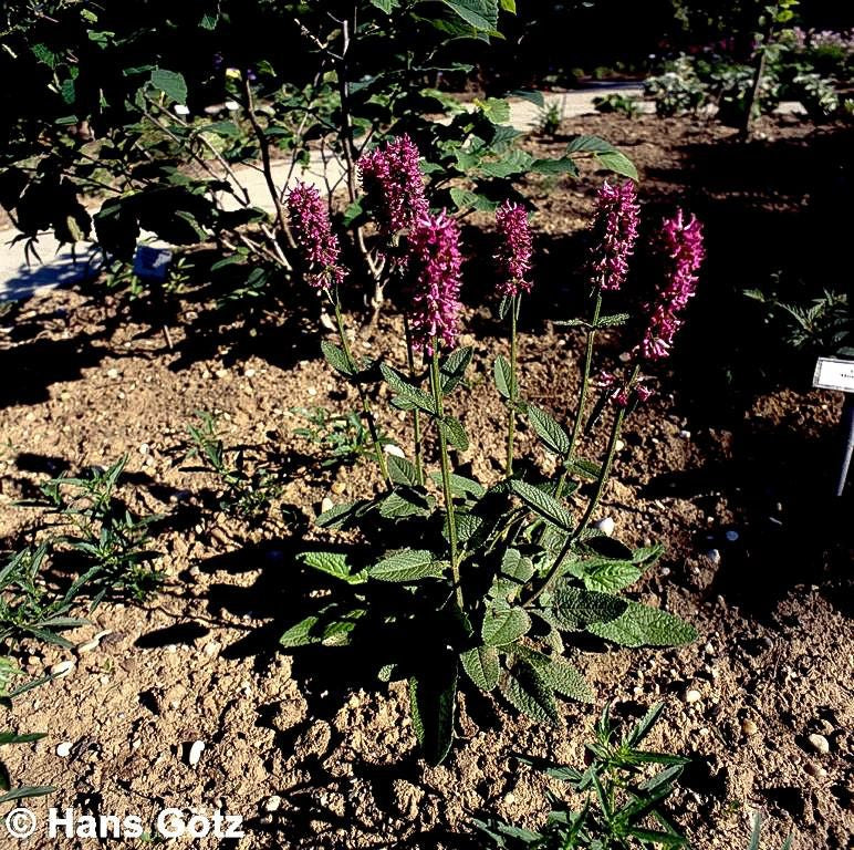 Dichtblütiger Ziest 'Hummelo' (Stachys monnieri)
