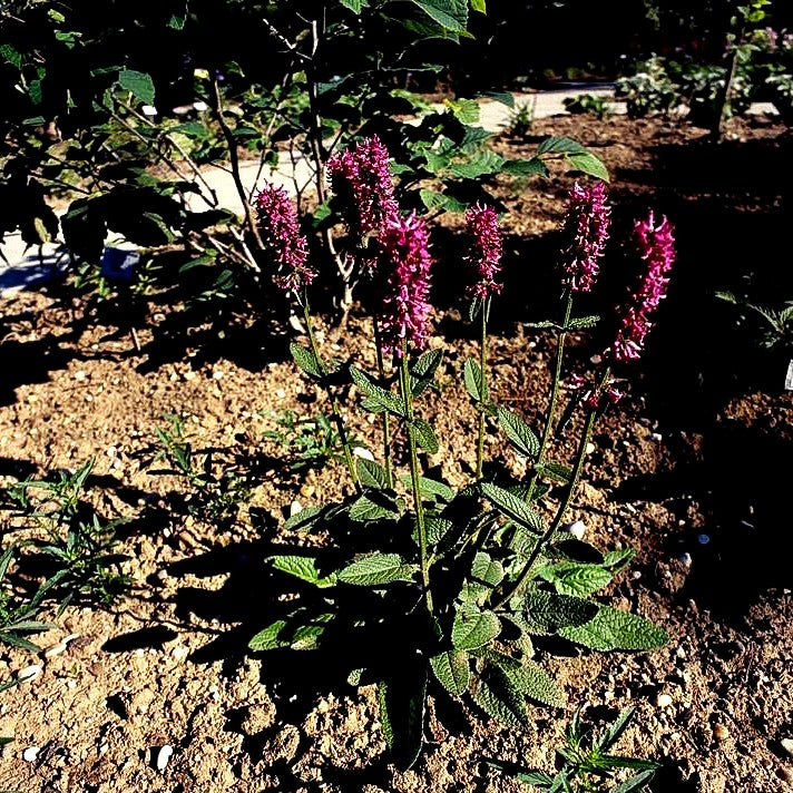 Dichtblütiger Ziest 'Hummelo' (Stachys monnieri)
