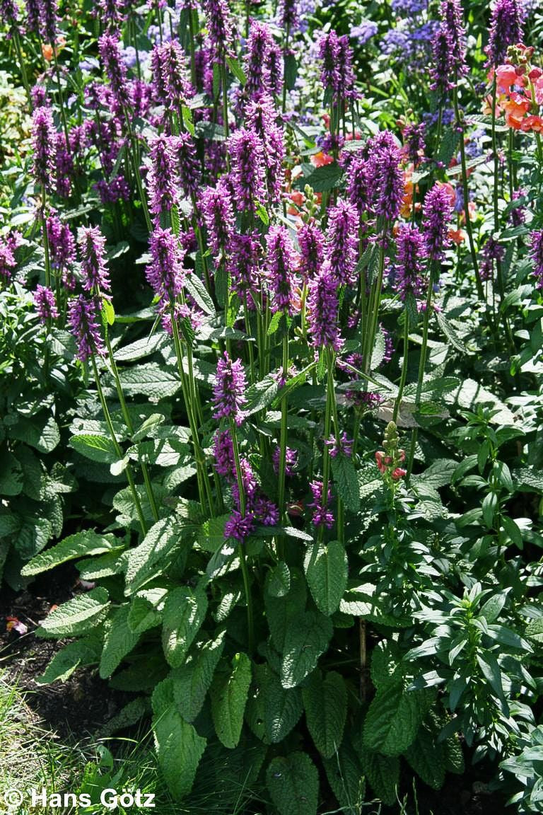 Dichtblütiger Ziest 'Hummelo' (Stachys monnieri)