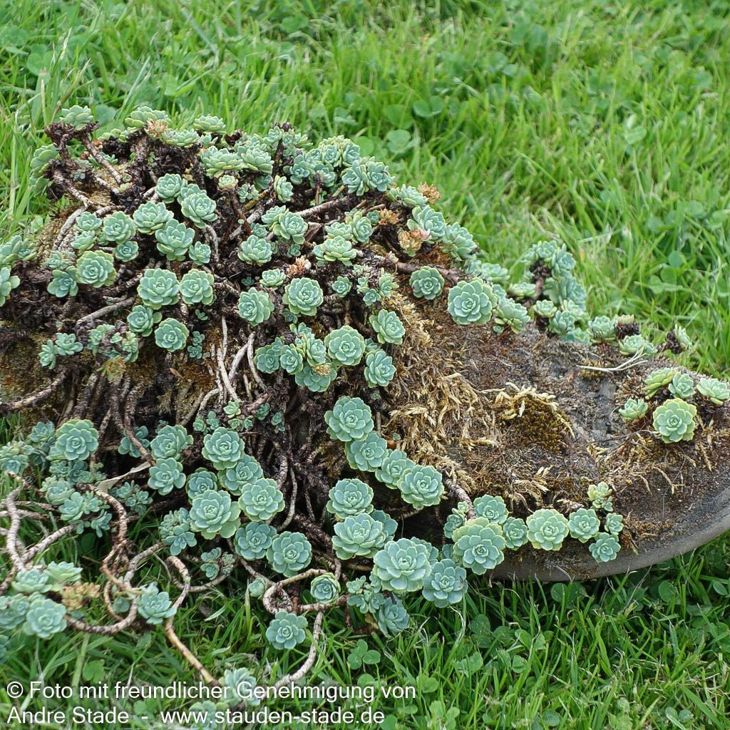 Dickrosettiges Fettblatt (Sedum pachyclados)