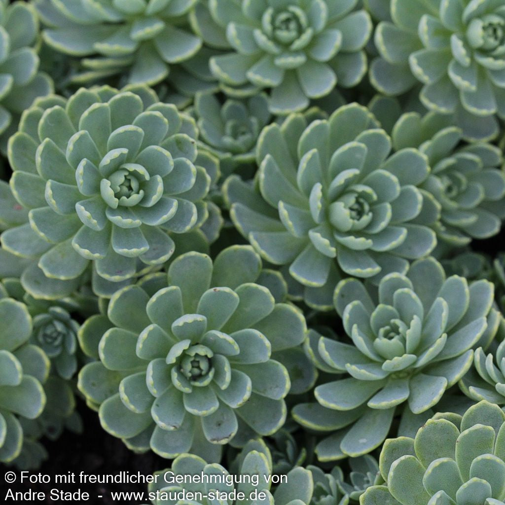 Dickrosettiges Fettblatt (Sedum pachyclados)