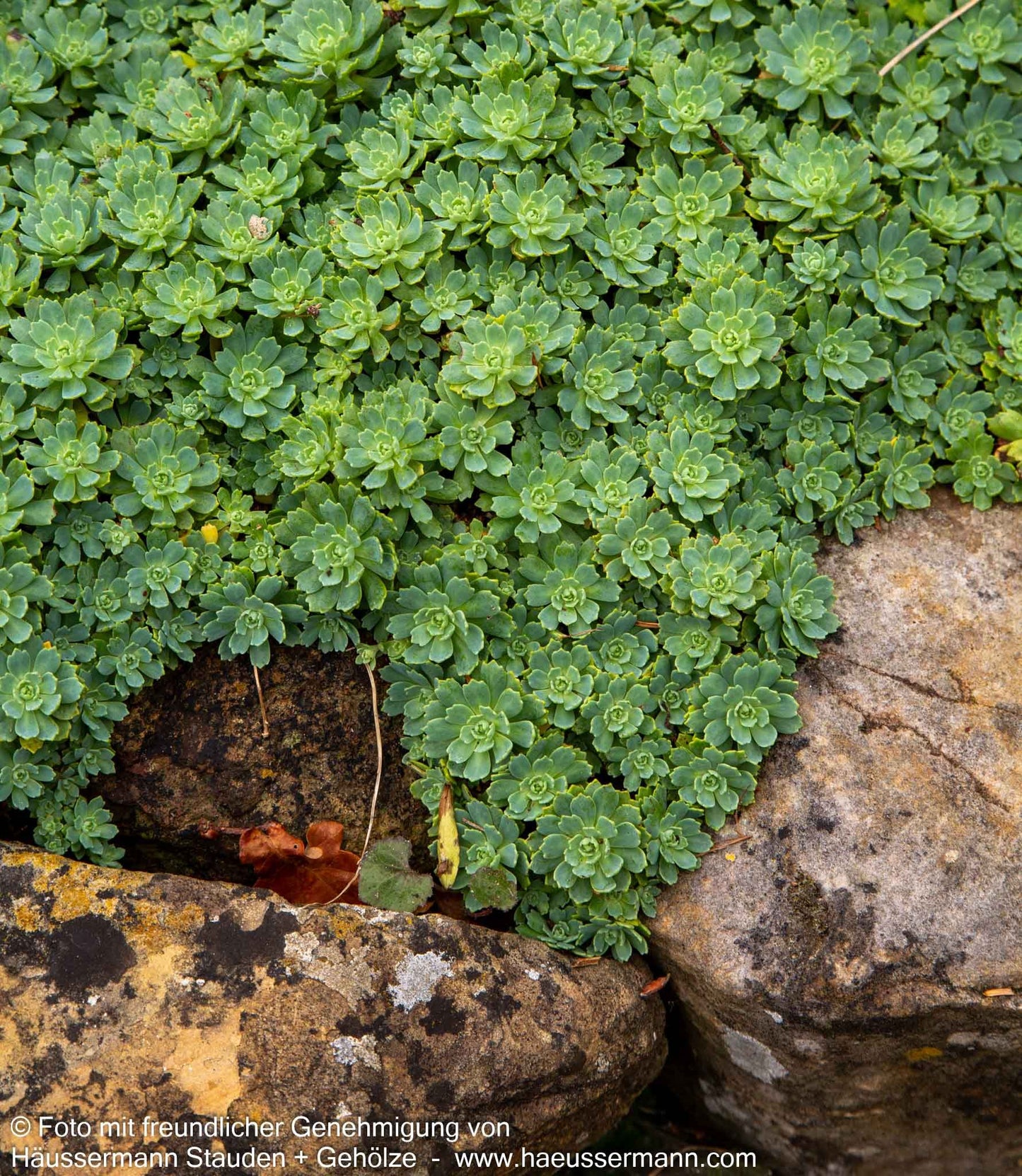 Dickrosettiges Fettblatt (Sedum pachyclados)