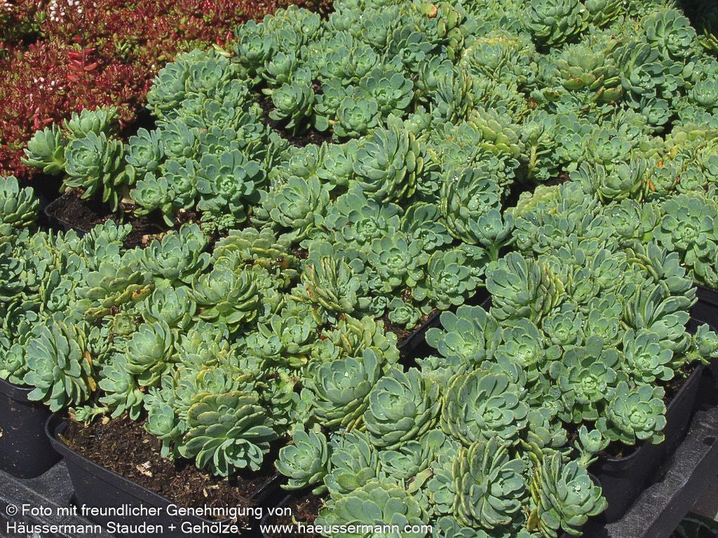 Dickrosettiges Fettblatt (Sedum pachyclados)