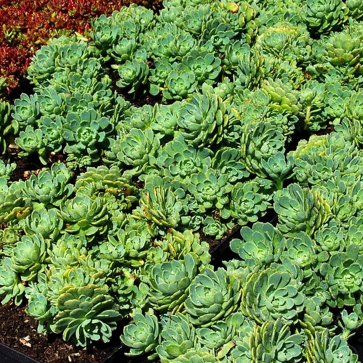 Dickrosettiges Fettblatt (Sedum pachyclados)