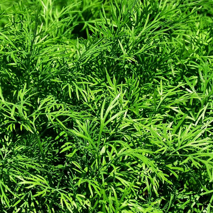 Dill (Anethum graveolens)