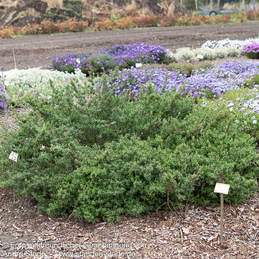 Dornige Hauhechel (Ononis spinosa)