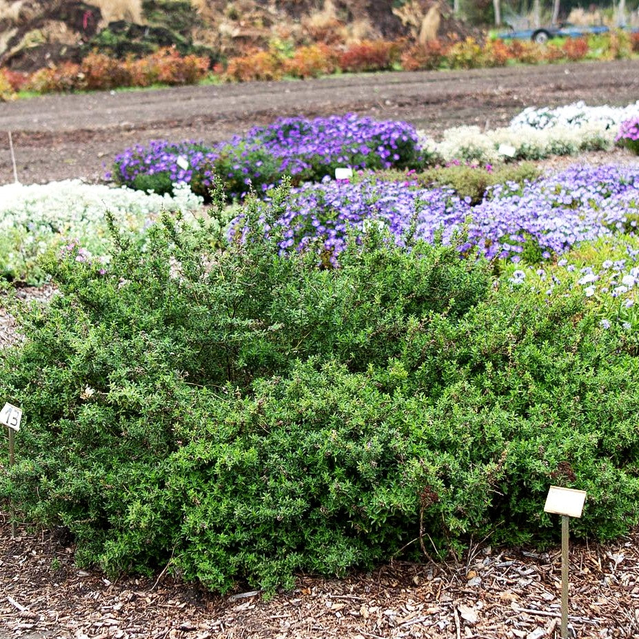 Dornige Hauhechel (Ononis spinosa)