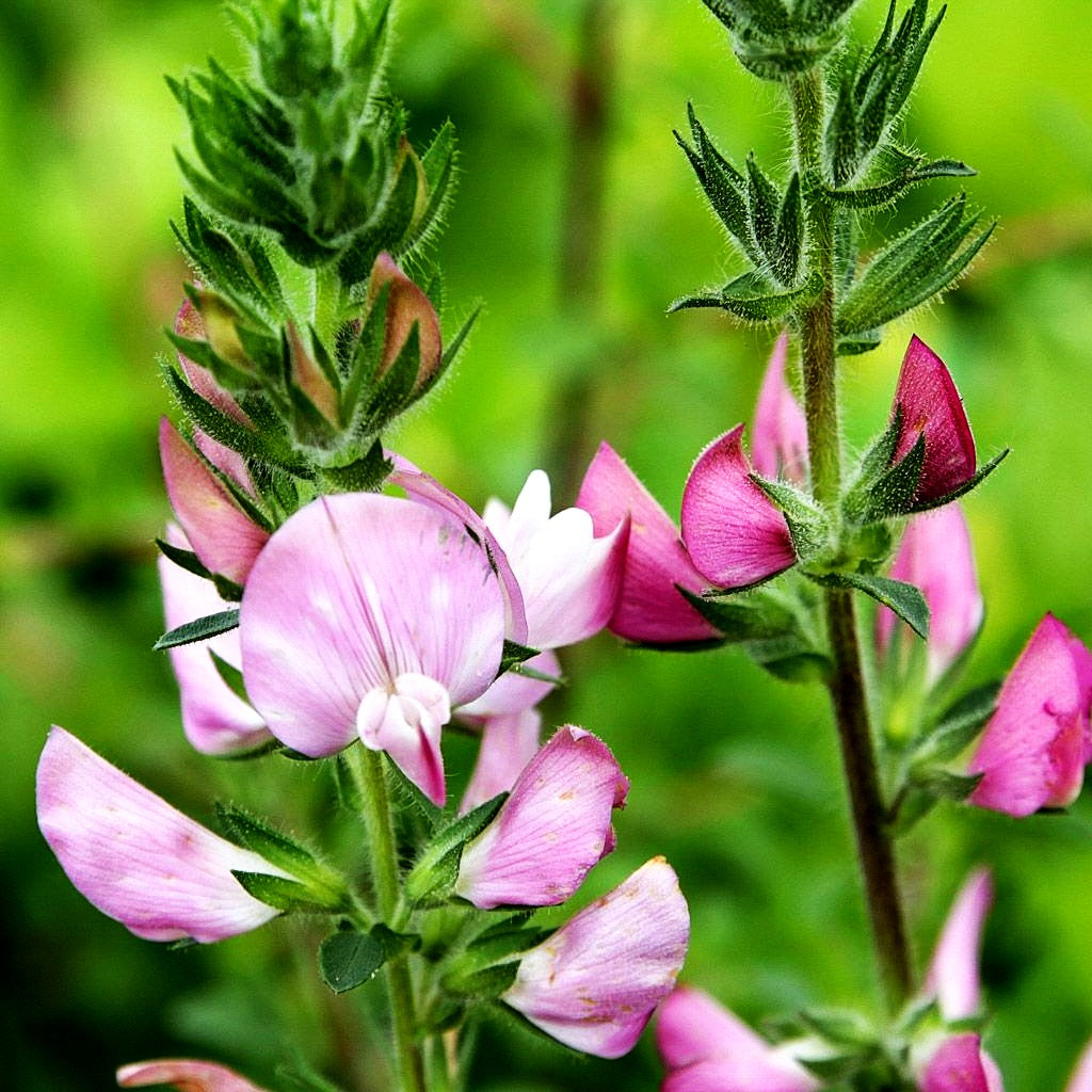 Dornige Hauhechel (Ononis spinosa)