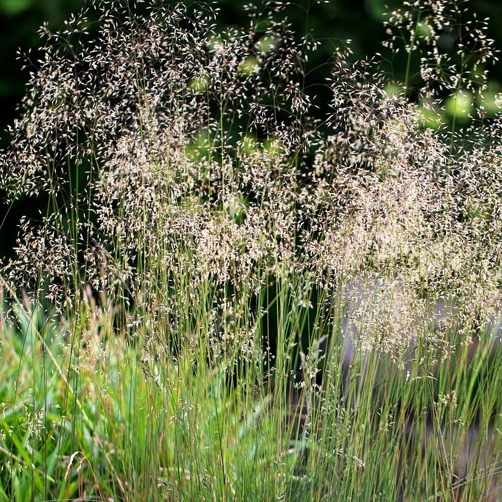 Draht-Schmiele (Deschampsia flexuosa)