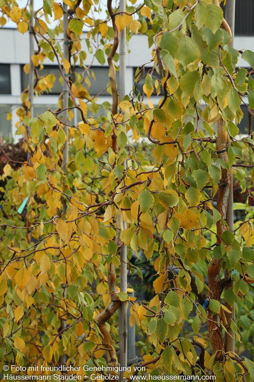 Dreh-Birke 'Spider Alley' (Betula pendula)