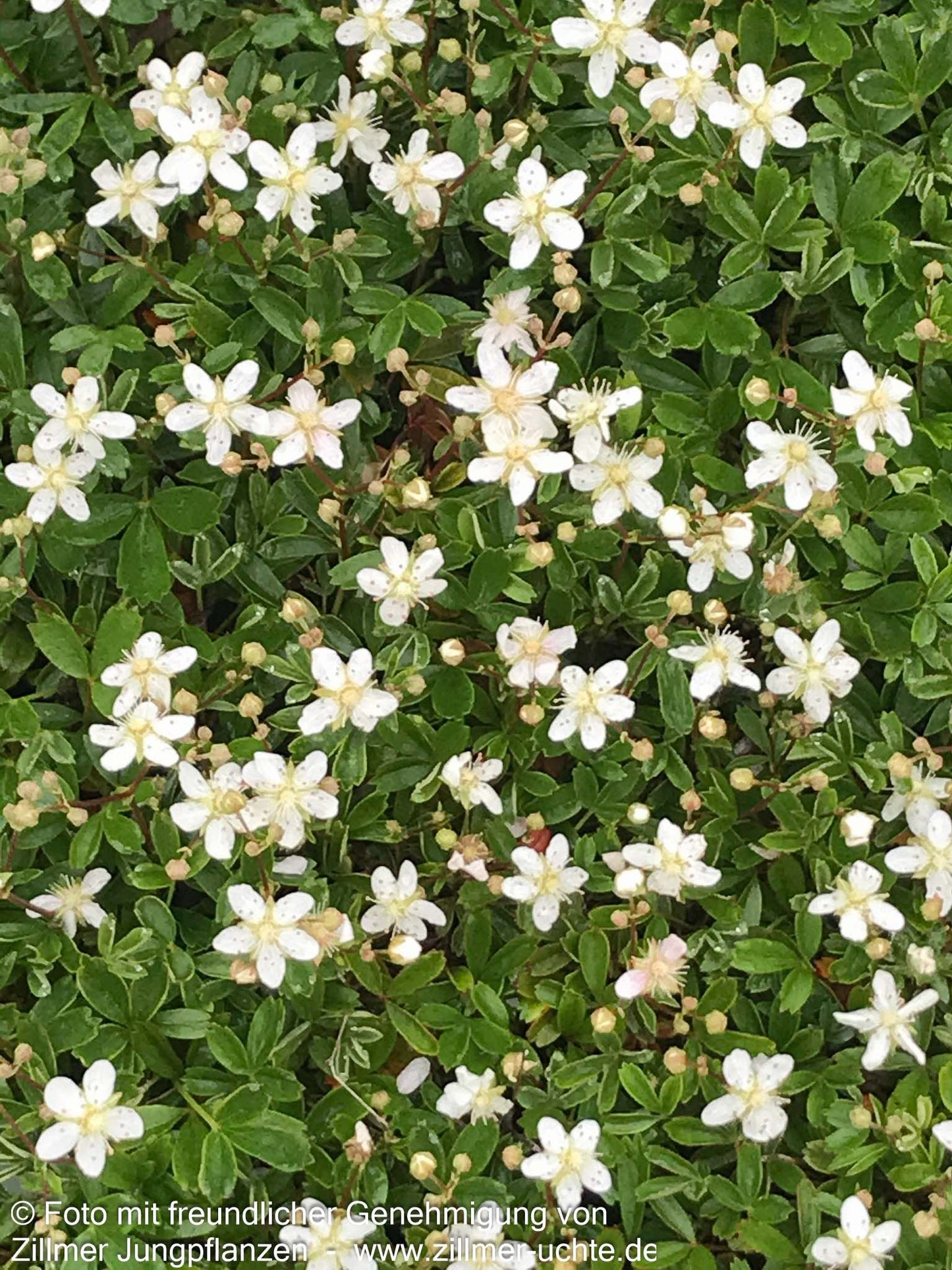 Drei-zähniges Fingerkraut 'Nuuk' (Potentilla tridentata)
