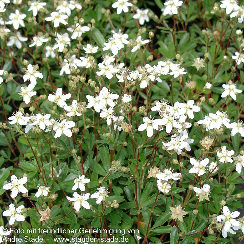 Drei-zähniges Fingerkraut 'Nuuk' (Potentilla tridentata)