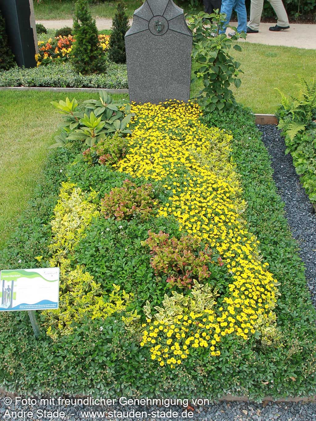 Drei-zähniges Fingerkraut 'Nuuk' (Potentilla tridentata)