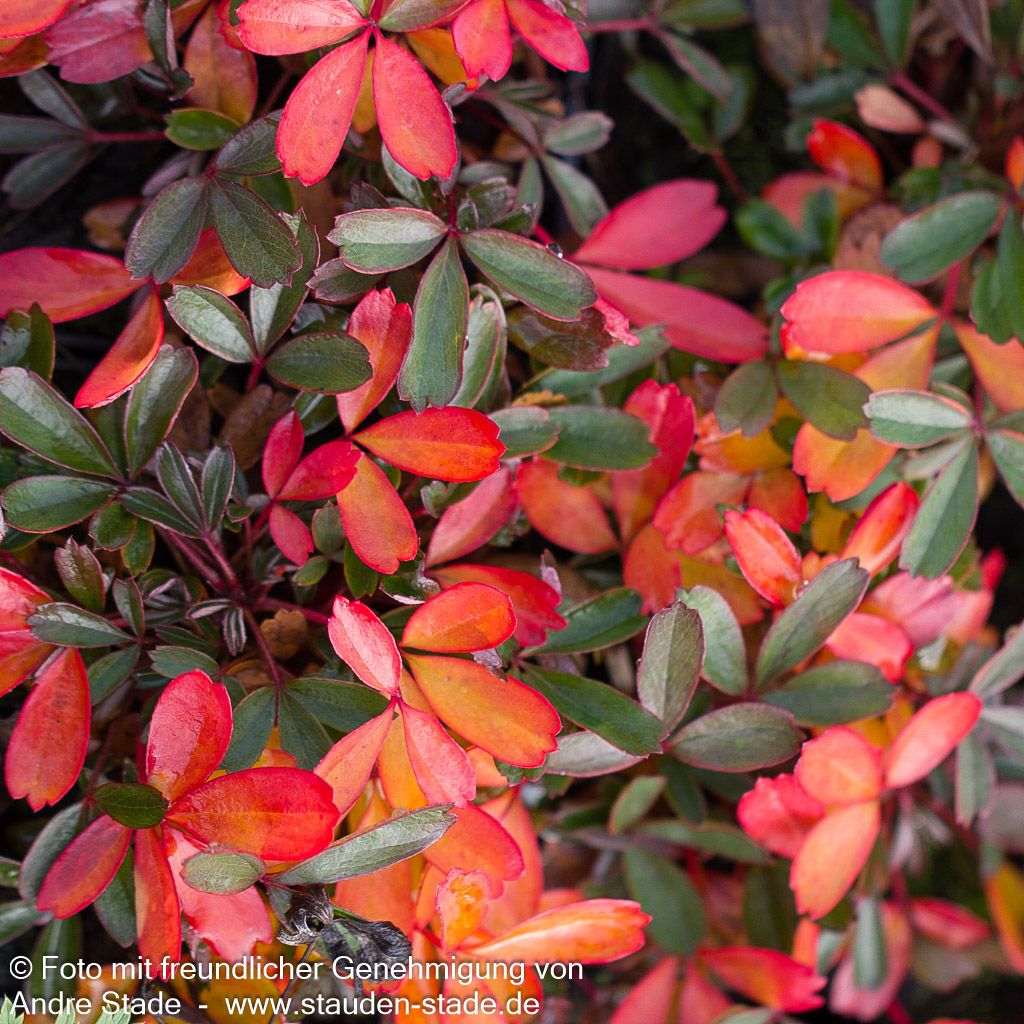 Drei-zähniges Fingerkraut 'Nuuk' (Potentilla tridentata)