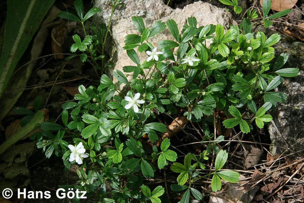 Drei-zähniges Fingerkraut 'Nuuk' (Potentilla tridentata)