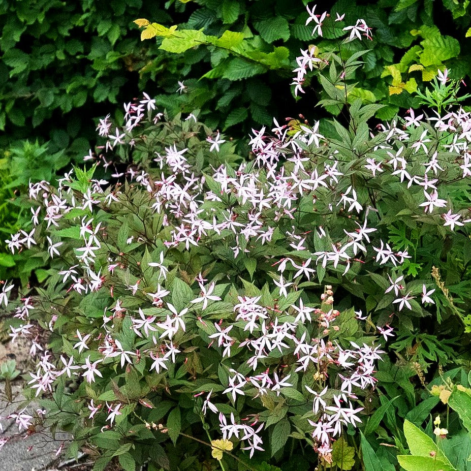 Dreiblattspiere 'Pink Profusion' (Gillenia trifoliata)