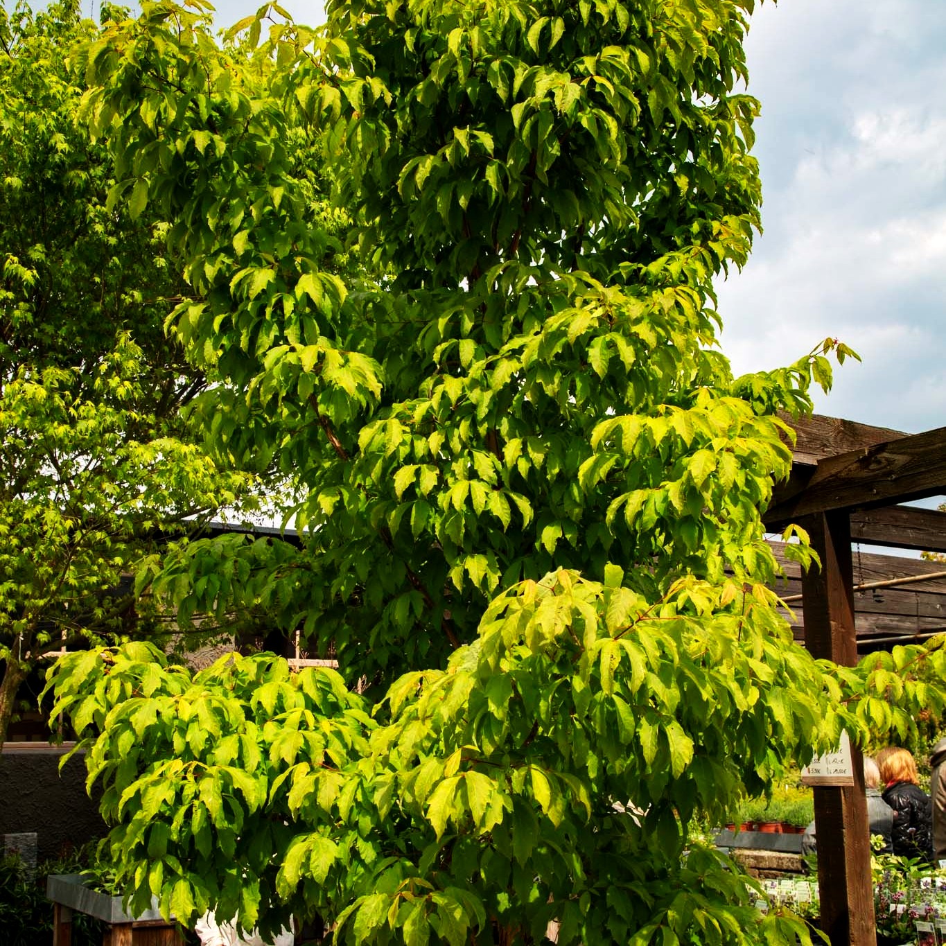 Dreiblütiger Ahorn (Acer triflorum)