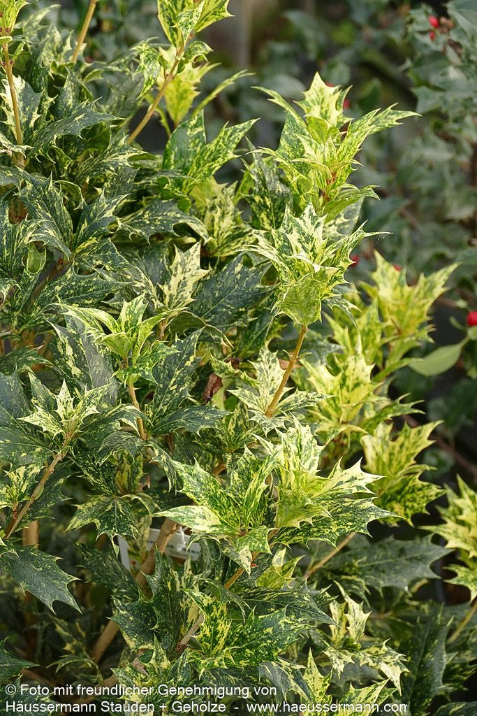 Dreifarbige Duftblüte 'Tricolor' (Osmanthus heterophyllus)