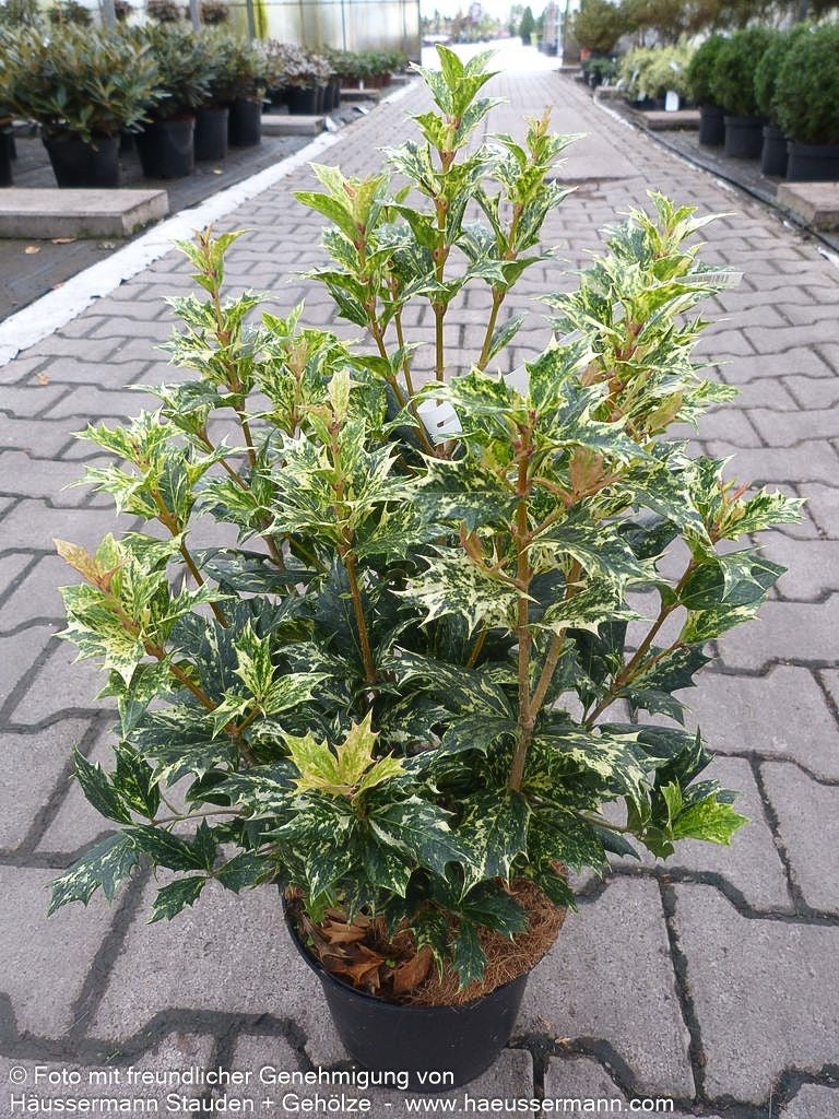 Dreifarbige Duftblüte 'Tricolor' (Osmanthus heterophyllus)