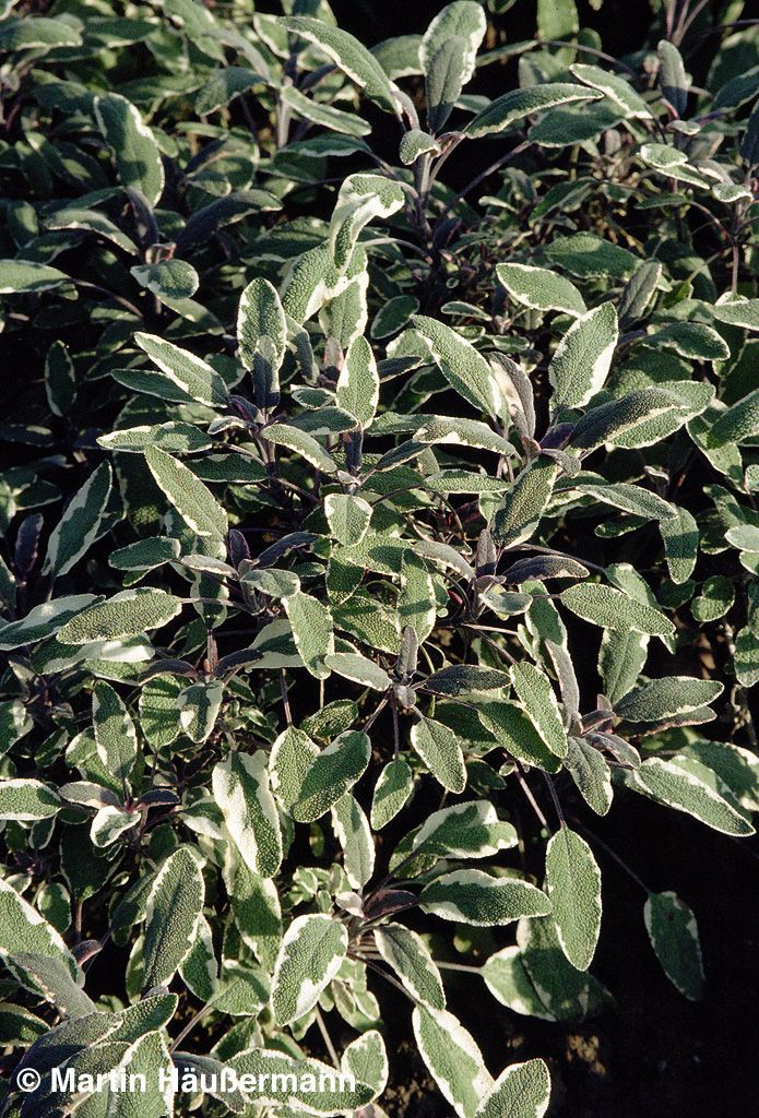 Dreifarbiger Salbei 'Tricolor' (Salvia officinalis)