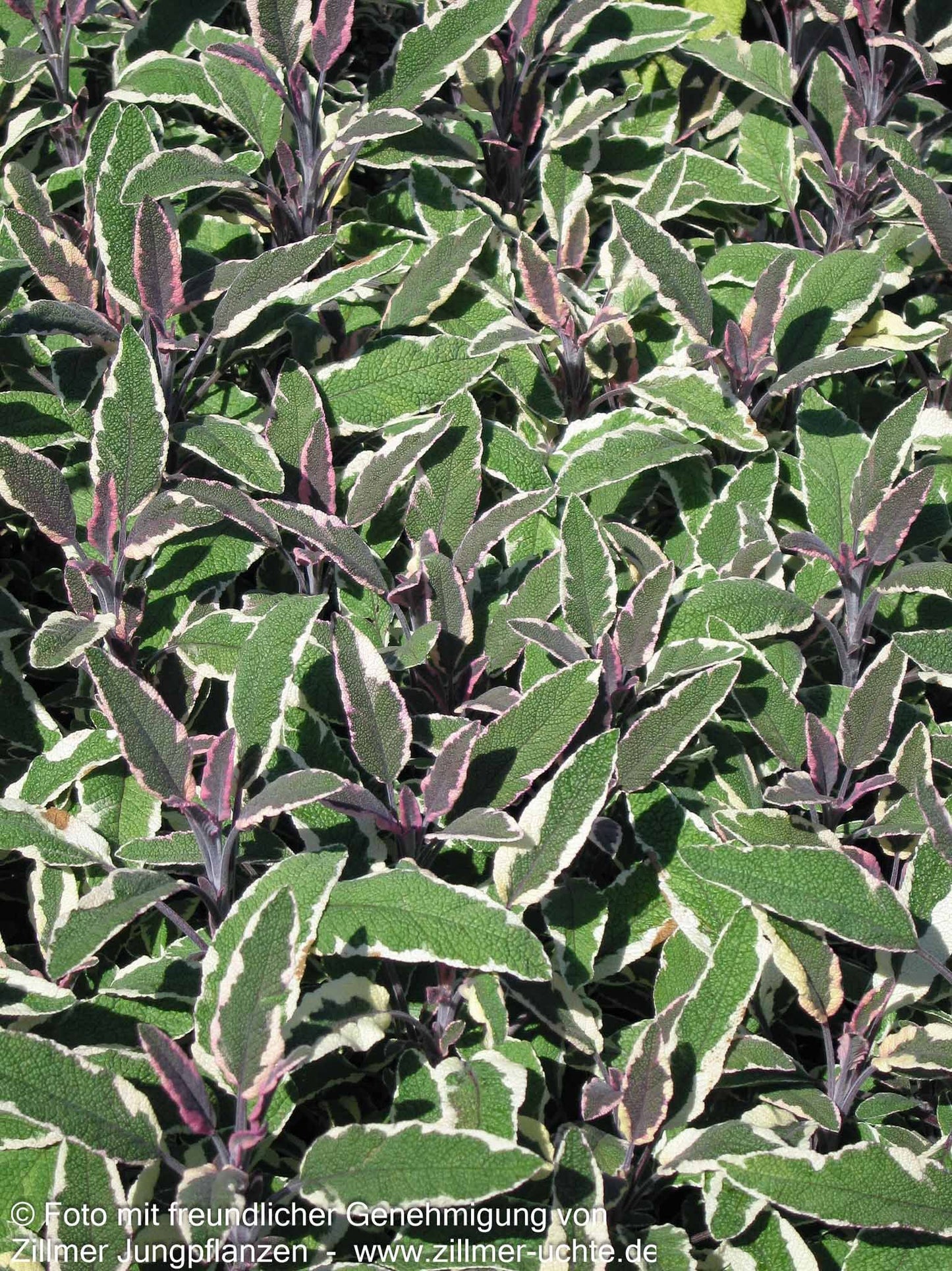 Dreifarbiger Salbei 'Tricolor' (Salvia officinalis)