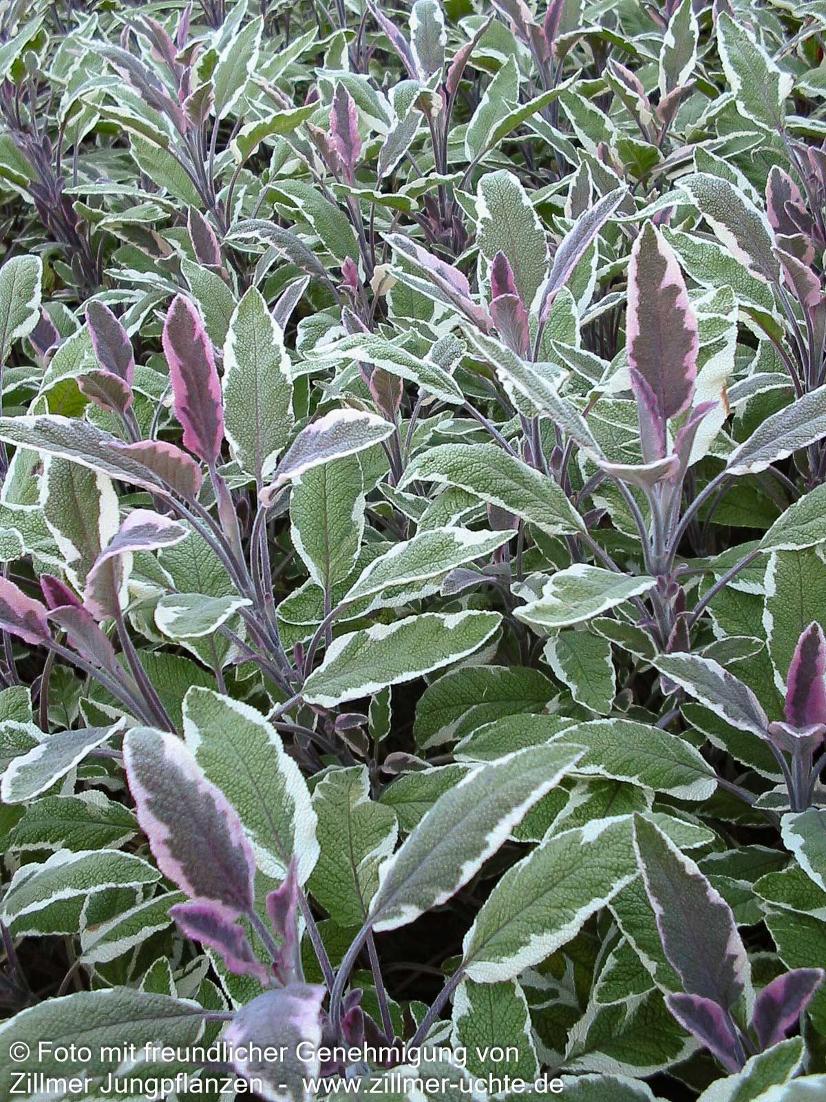 Dreifarbiger Salbei 'Tricolor' (Salvia officinalis)