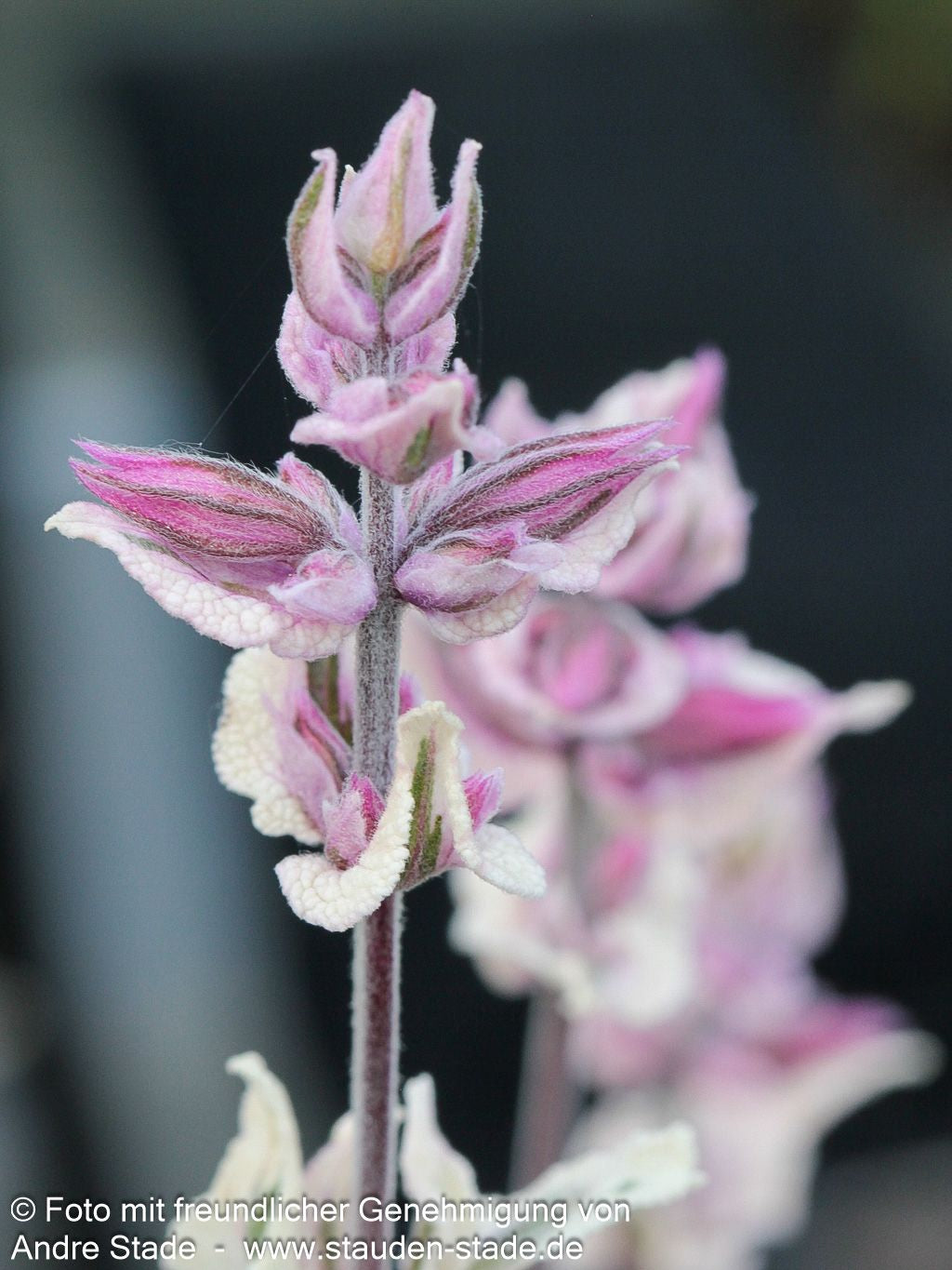Dreifarbiger Salbei 'Tricolor' (Salvia officinalis)