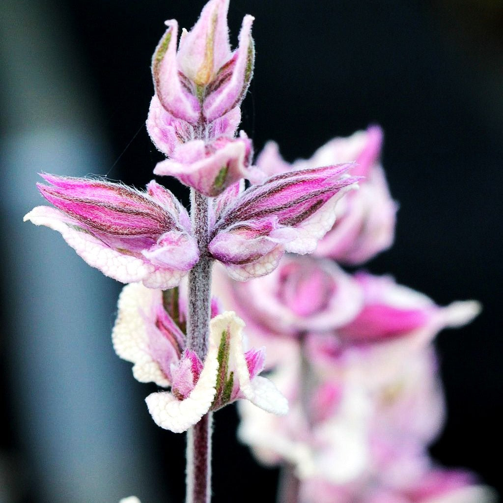 Dreifarbiger Salbei 'Tricolor' (Salvia officinalis)