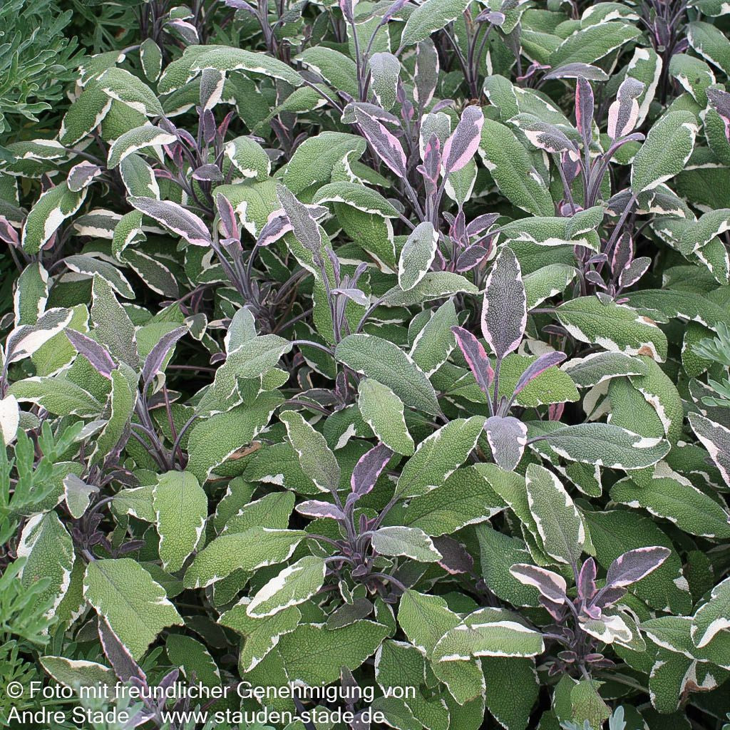 Dreifarbiger Salbei 'Tricolor' (Salvia officinalis)