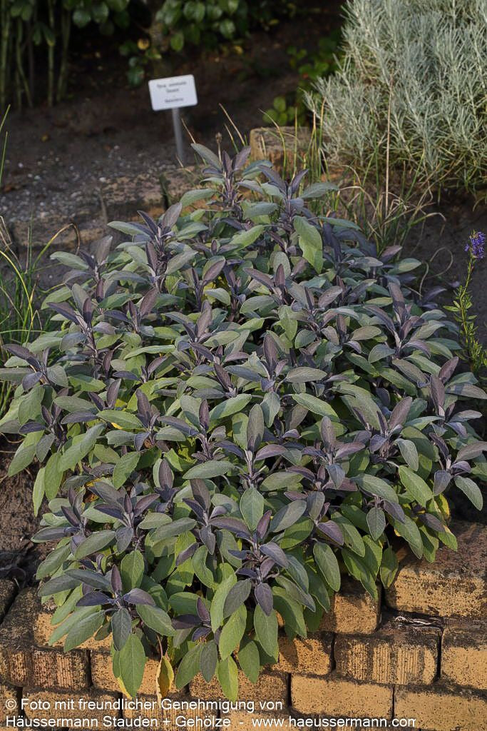Dreifarbiger Salbei 'Tricolor' (Salvia officinalis)