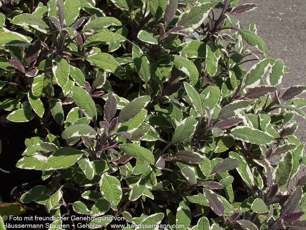 Dreifarbiger Salbei 'Tricolor' (Salvia officinalis)