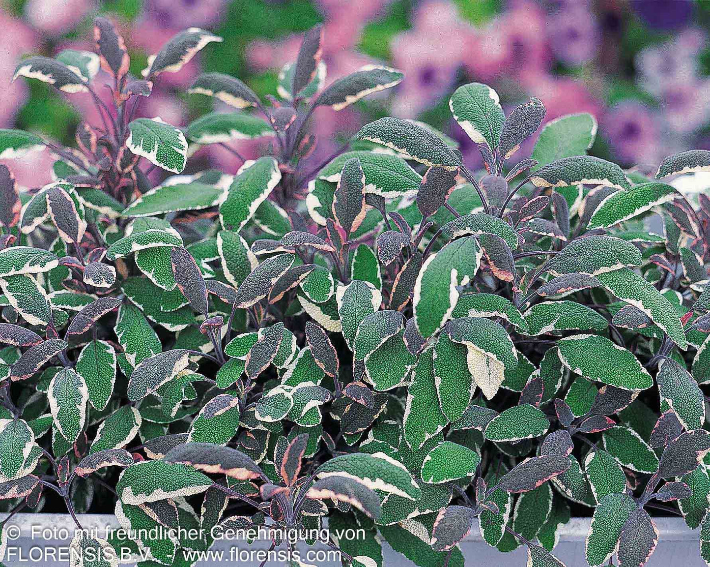 Dreifarbiger Salbei 'Tricolor' (Salvia officinalis)