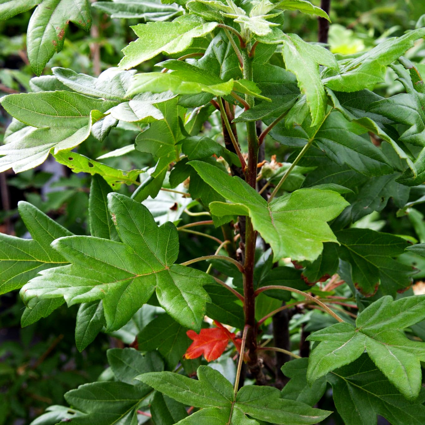 Dreilappiger Apfel (Malus trilobata)
