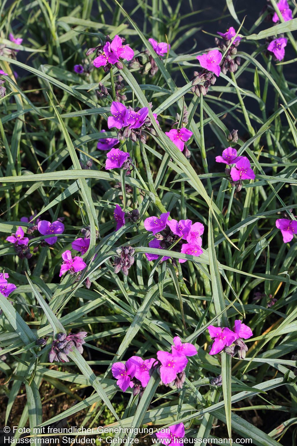 Dreimasterblume 'Concord Grape' (Tradescantia x anders.)