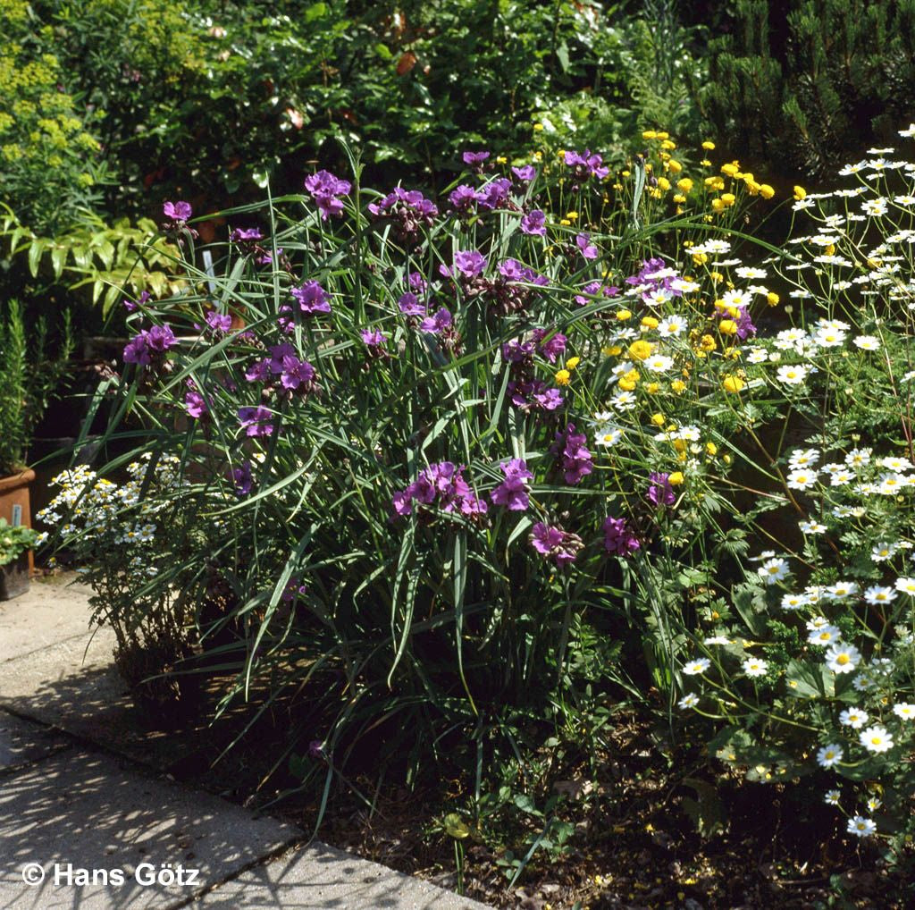 Dreimasterblume 'Concord Grape' (Tradescantia x anders.)