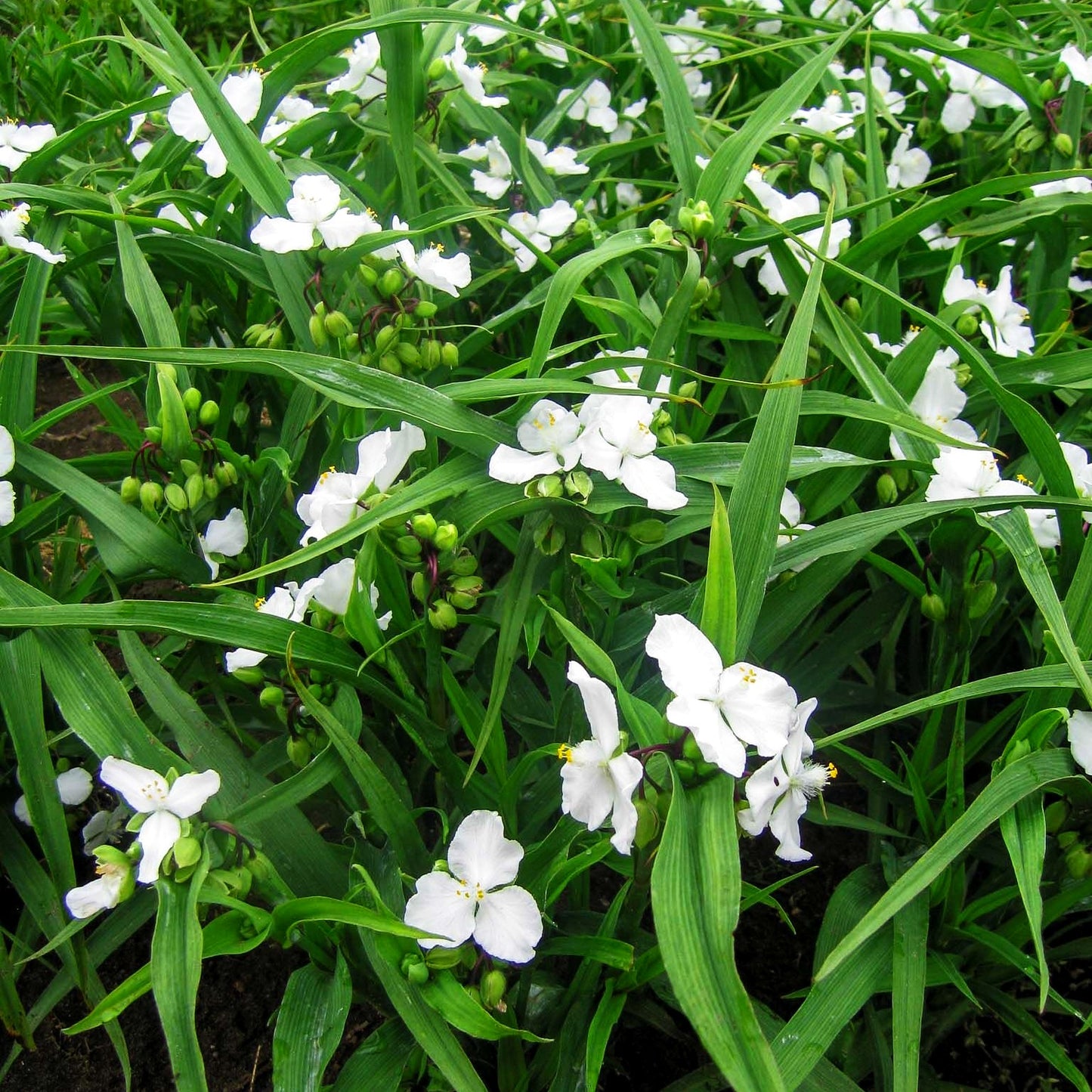 Dreimasterblume 'Innocence' (Tradescantia x anders.)