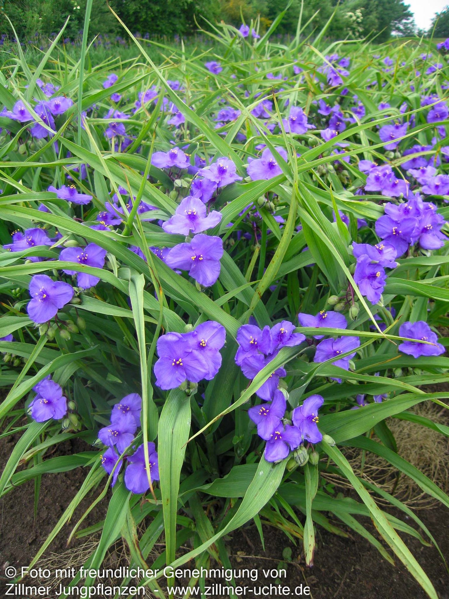 Dreimasterblume 'Leonora' (Tradescantia x anders.)