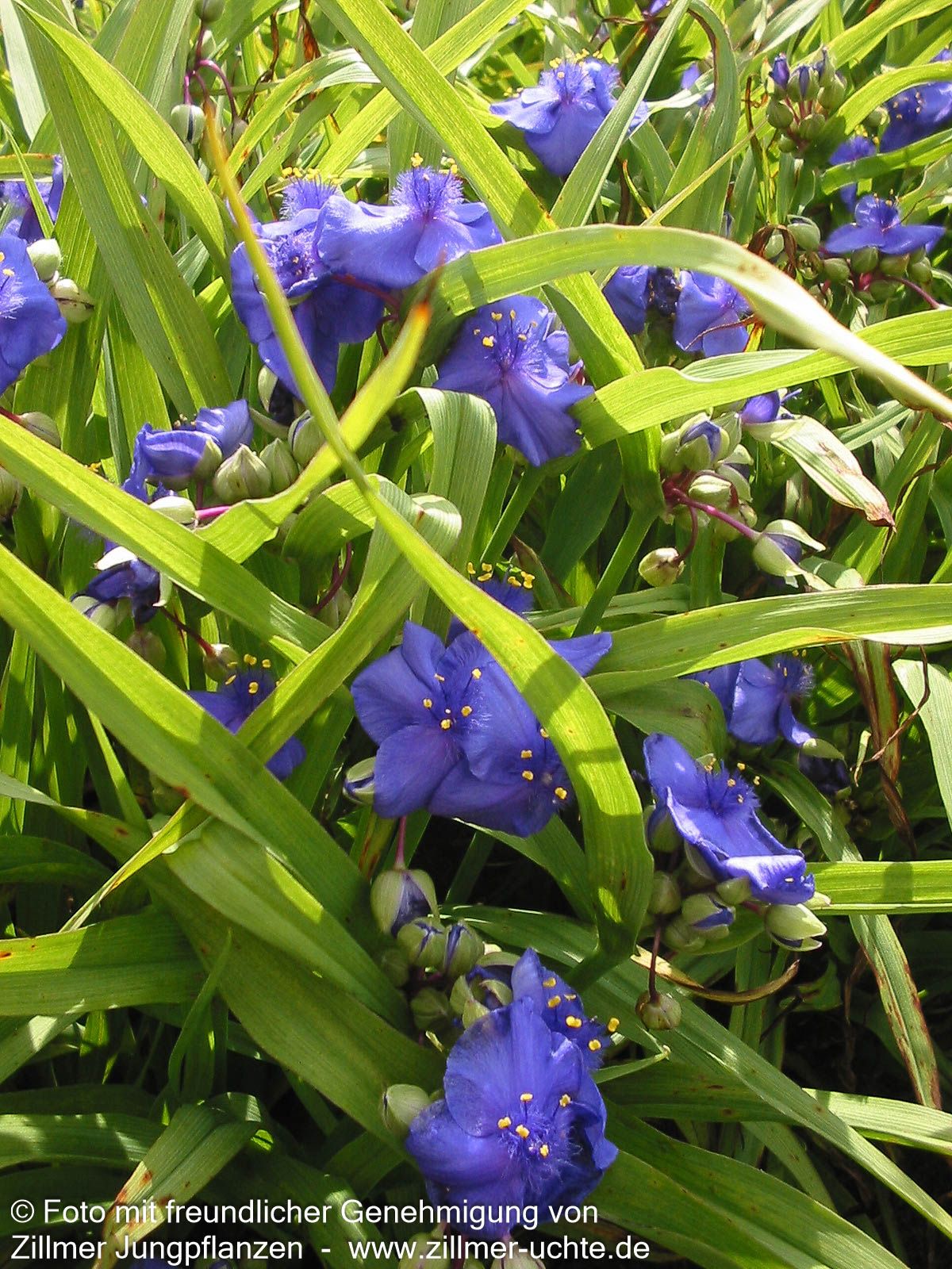 Dreimasterblume 'Leonora' (Tradescantia x anders.)