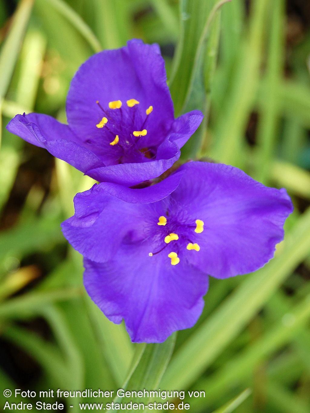 Dreimasterblume 'Leonora' (Tradescantia x anders.)