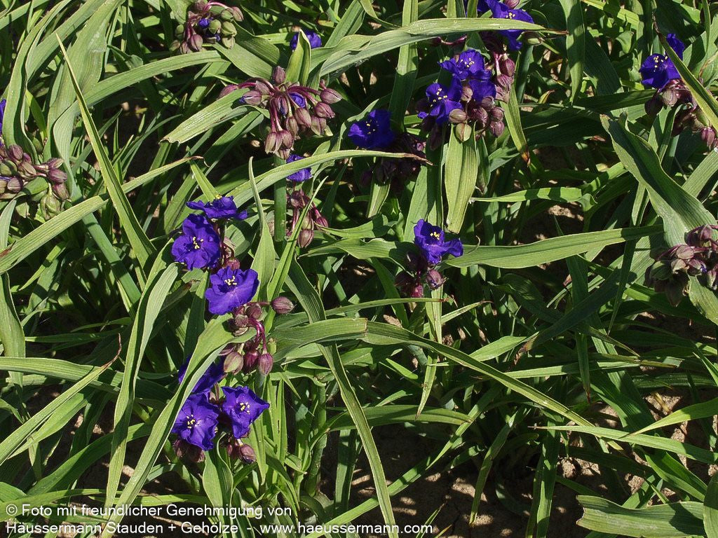 Dreimasterblume 'Leonora' (Tradescantia x anders.)