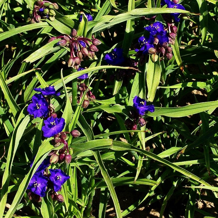 Dreimasterblume 'Leonora' (Tradescantia x anders.)