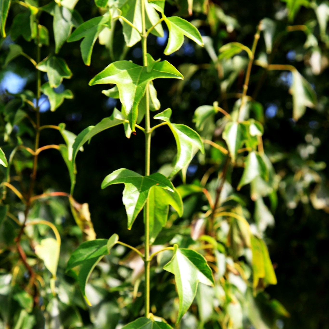 Dreispitziger Ahorn (Acer buergerianum)